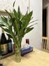 【节节高】富贵竹10枝鲜花送礼物悦己家用 实拍图