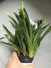 劉閣蘭花5色可选 水培梦香兰花苗带盆发货香水文心兰奶油味室内花卉盆栽草 【带4支生花剑】红色文心兰  带灯光水培盆 实拍图
