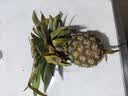 广东徐闻香水菠萝新鲜水果生鲜热带孕妇水果整箱包邮 【限时低价】1个装  净重650g起 实拍图