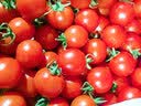 云南新鲜千禧圣女果小番茄现摘现发多汁水果适合孕妇食用 1斤 实拍图