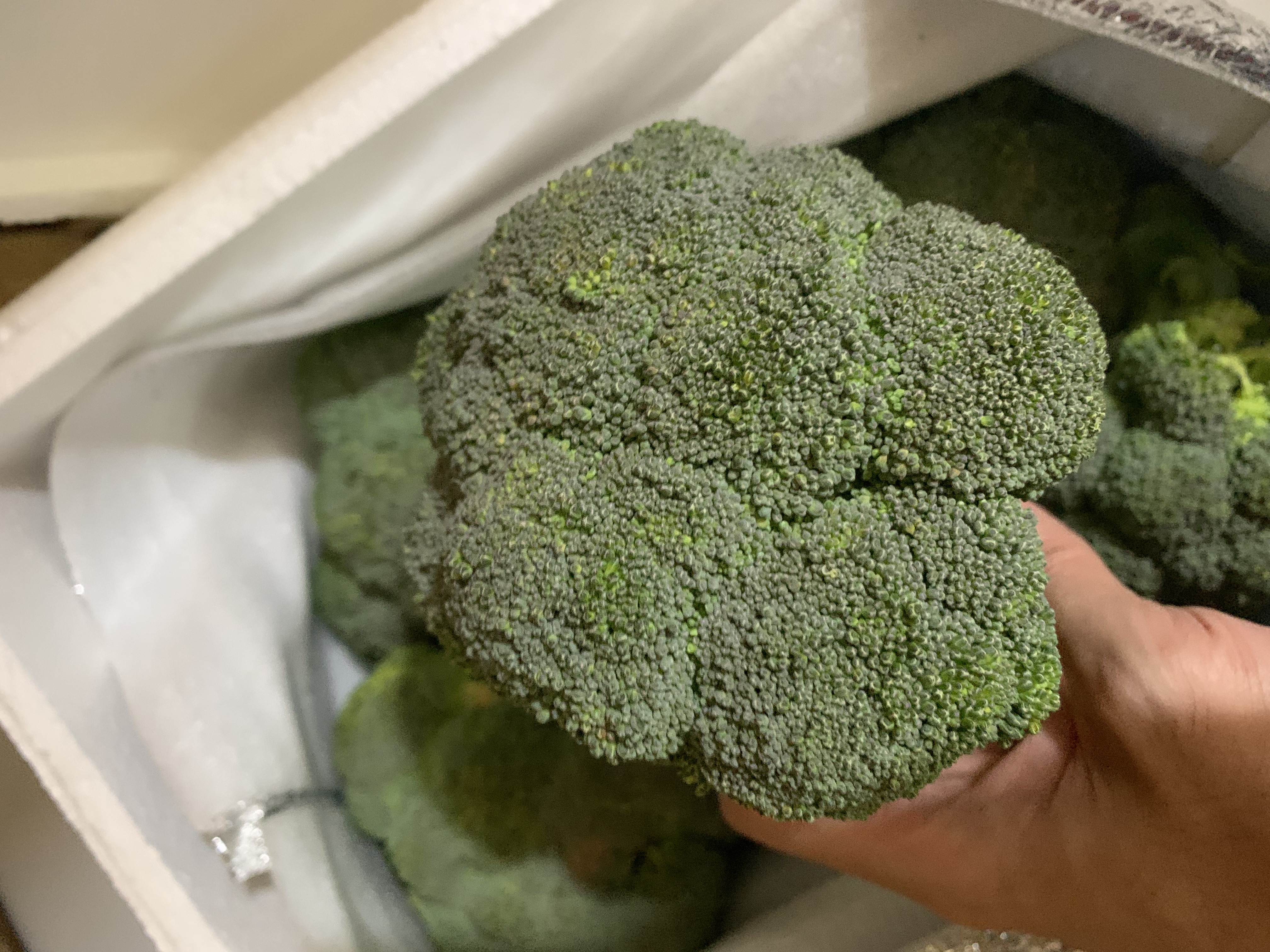 京鲜生新鲜西兰花 净重5斤 简装约5-6颗 新鲜蔬菜源头直发 实拍图