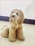 力狼（LILANG）狗粮成犬幼犬中大型犬通用拉布拉多金毛阿拉斯加法斗德牧马犬犬粮 【经典】幼犬专用20kg 实拍图