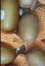 佳沛（zespri）新西兰金奇异果10粒巨大果146-175g猕猴桃中秋节礼品送水果礼盒 实拍图