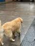 心粮鸭肉梨狗粮装幼犬成犬通用狗粮中大型犬粮金毛柴犬边牧狗粮 【鲜鸭雪梨】通用狗粮40斤 实拍图