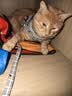 欢宠网猫咪牵引绳猫绳宠物防挣脱可调松紧背心式专用溜遛猫绳子外出用品 实拍图