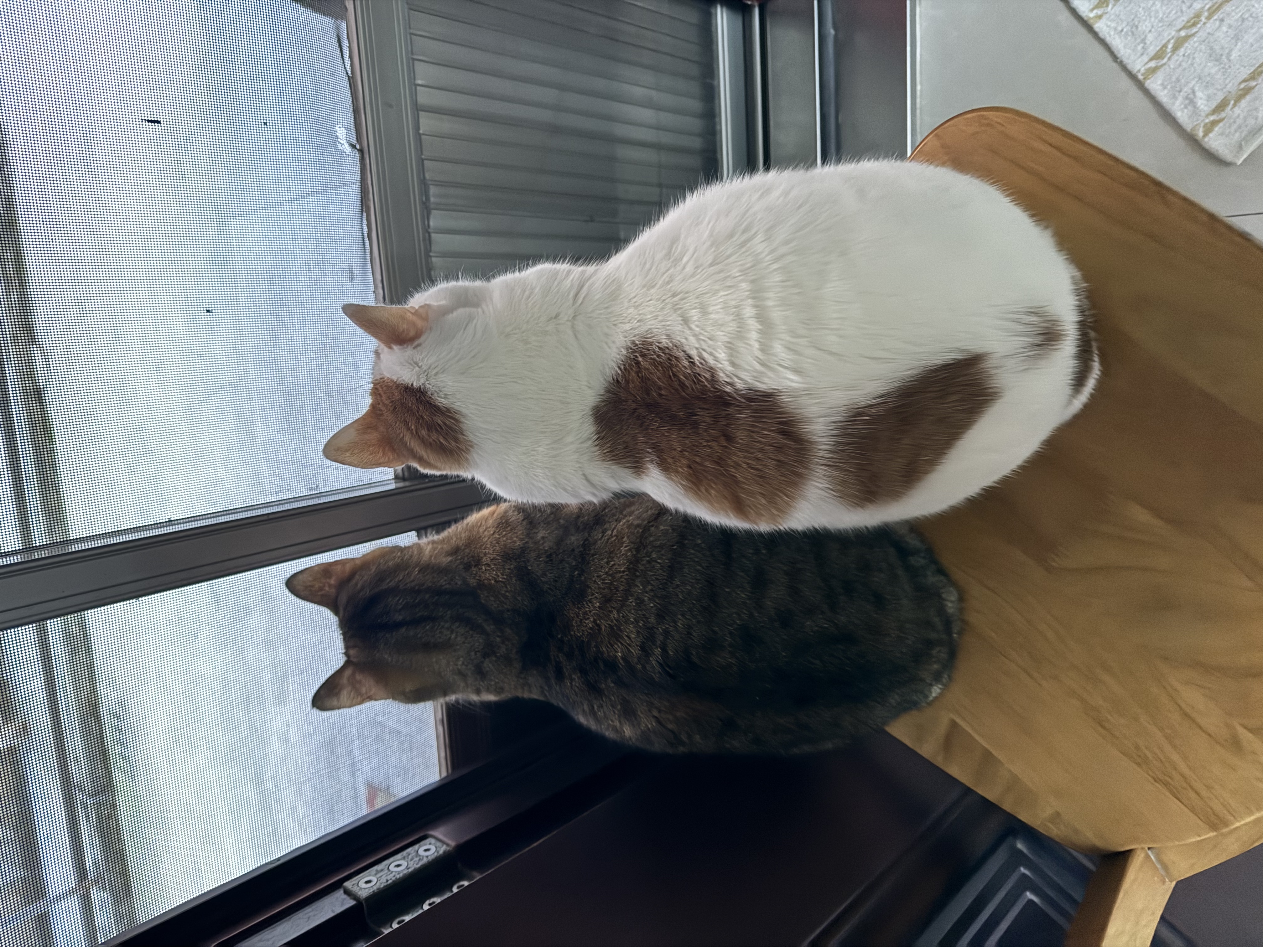 instinct天然百利猫粮 进口鸡肉增肥宠物小幼猫成猫老年猫英短美短猫主粮 【大包复购-效期27/10月】经典无谷鸡肉全猫粮5kg 实拍图