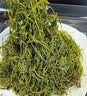 湾琴河 0脂盐渍鞭炮笋250g长寿菜马尾藻凉拌菜麻辣烫火锅食材海草下饭菜 实拍图