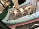 皇家猫粮 波斯成猫粮 P30 通用粮 12月以上 2KG 实拍图