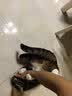 LEGENDSANDY蓝氏 全价猫粮成猫幼猫生骨肉冻干粮 猎鸟乳鸽系列兔肉口味1.5kg 实拍图