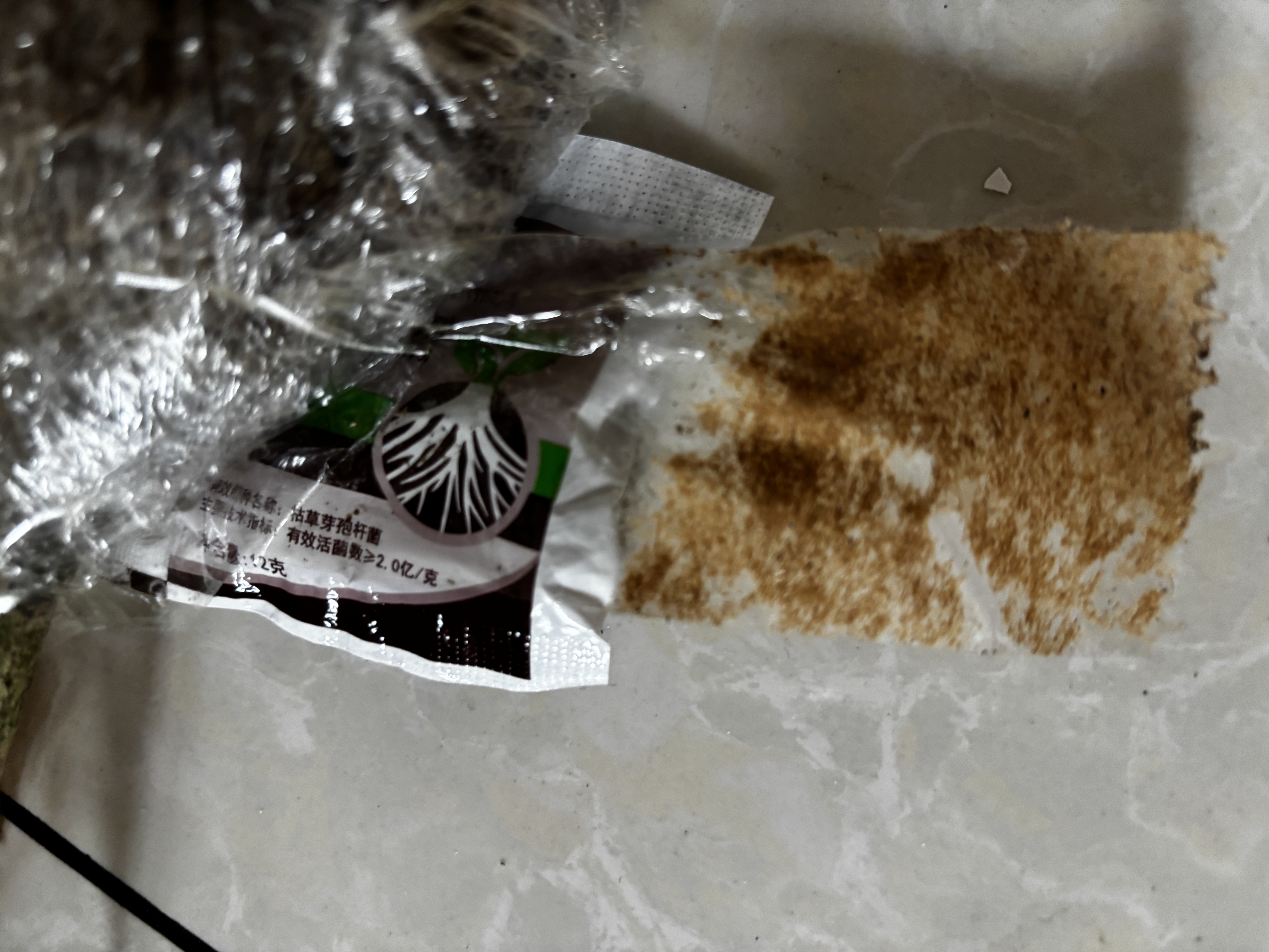 浓香型茉莉花大棵特大号老桩虎头茉莉矮桩室内庭院阳台四季开花 茉莉 1颗 送肥 新手好养 实拍图
