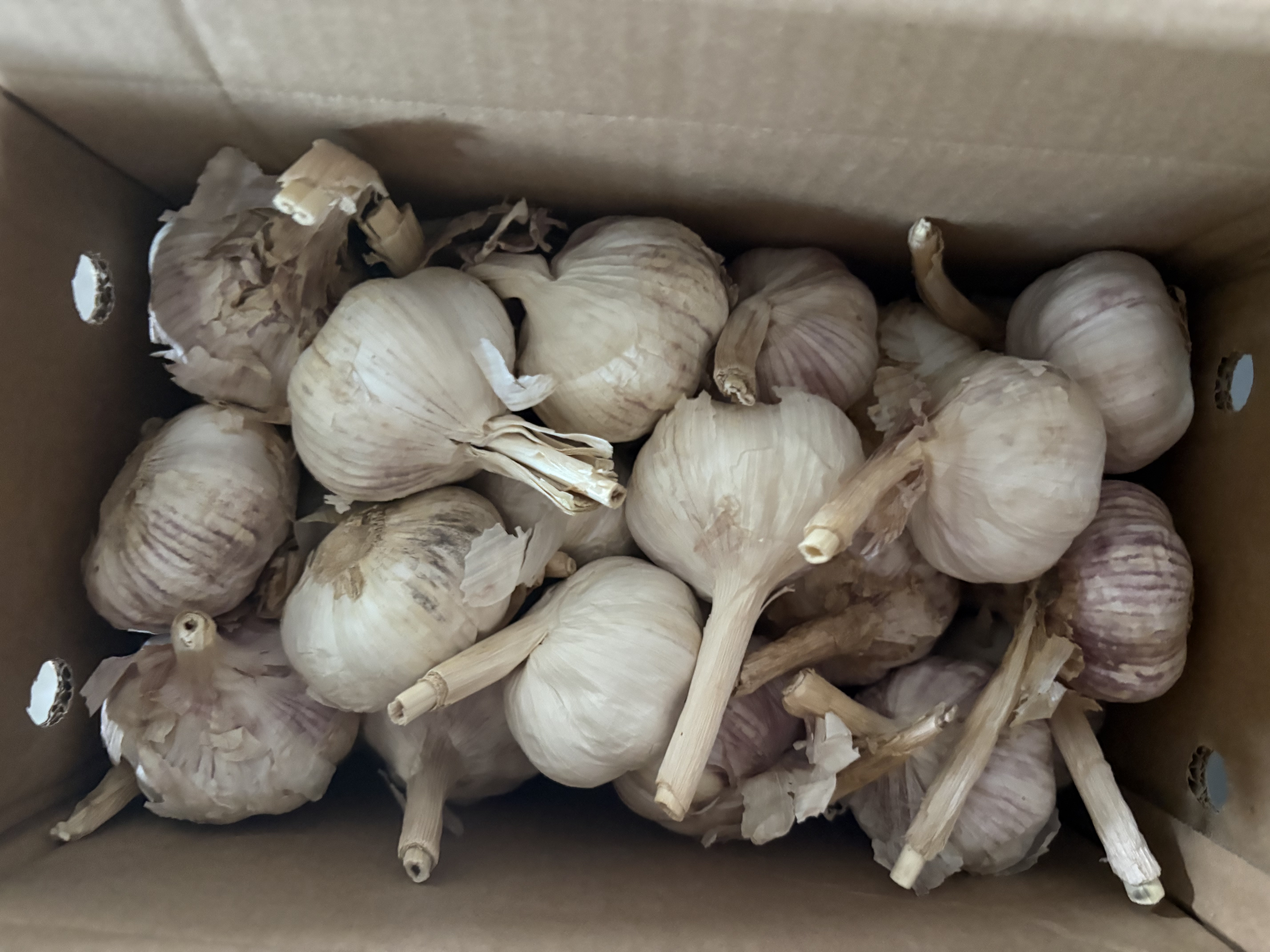 京鲜生【美食大赛同款】河南杞县大蒜带皮新鲜干蒜净5斤5.5cm+源头直发 实拍图