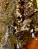 冻品先生 安井 香酥带鱼 800g 酥脆鱼干带鱼 油炸小吃方便菜 空气炸锅食材 实拍图