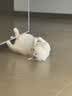 鲜朗低温烘焙猫粮无谷全期鲜郎全价天然兔肉配方2kg 实拍图