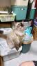 凯锐思银爪P28高蛋白全价猫粮亲和肠胃鲜肉冻干双拼成猫粮 【肠道养护】鱼肉味4斤 实拍图