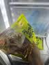 七鲜私厨五香猪肚条免切免洗猪肚鸡煲汤食材炒菜涮火锅 200g  实拍图
