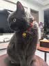 路斯鲜肉猫粮破局者肉松夹心双拼无谷全期冻干猫粮2kg30亿益生菌 实拍图