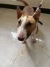 麦富迪狗粮 藻趣儿狗粮成犬粮牛肉螺旋藻 均衡营养15kg/30斤 实拍图