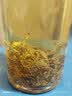 贡苑张家界正宗野生莓茶65g 头采新茶藤茶龙须芽尖特级永高山顺霉茶 实拍图