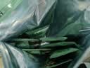 北大荒羽衣甘蓝奇亚籽豆浆粉154g7条高膳食纤维果蔬营养早餐冲饮代餐粉 实拍图