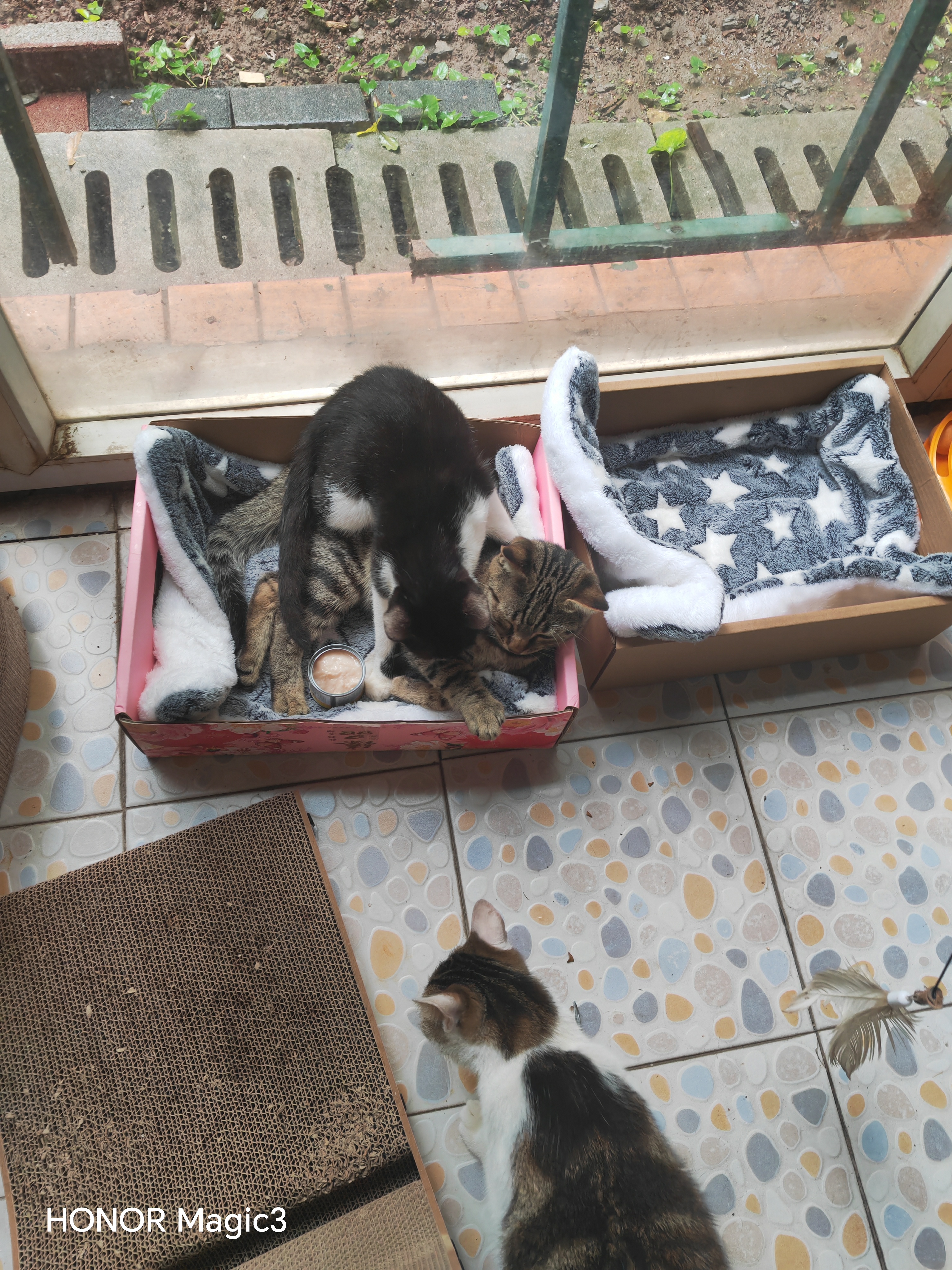 狮王艾宠宠物狗狗猫咪沐浴露除螨除臭550ml猫狗通用二合一 实拍图