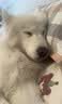 疯狂小狗狗粮幼犬成犬全价粮10kg 金毛泰迪中大型小型通用鸭肉梨20斤 实拍图