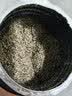 丙田 有机黑芝麻核桃粉 纯熟黑芝麻糊核桃粉无添加糖现磨高钙营养代餐 实拍图