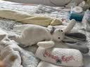澳贝（auby）婴幼儿玩具小兔安抚巾宝宝哄睡神器阿贝贝新生儿玩偶毛绒手偶礼物 实拍图
