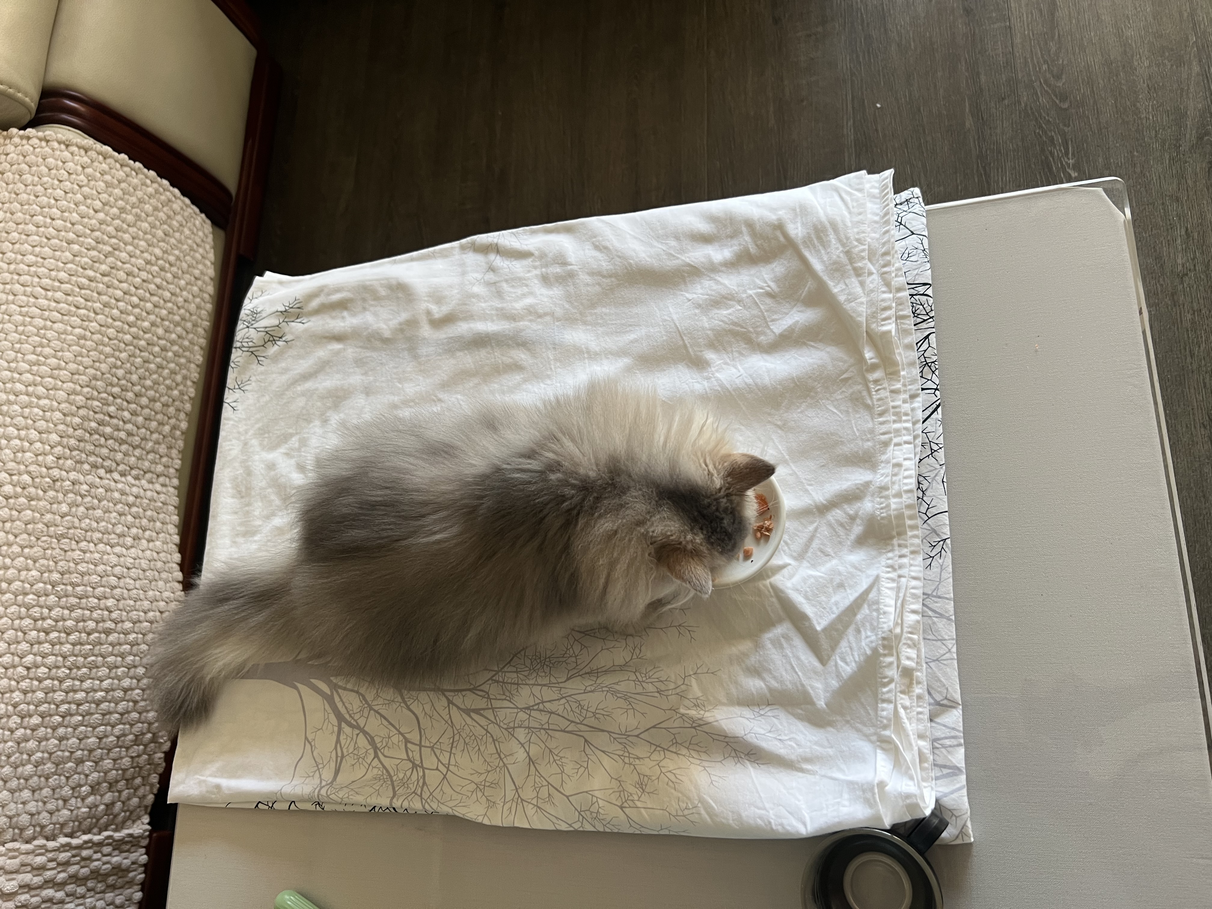 HELLOJOY木天蓼猫咪磨牙棒猫玩具自嗨解闷拉菲草逗猫棒耐咬幼猫养猫神器 实拍图