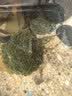 逸乐宠莫斯树水草鱼缸造景无土淡水增氧水族箱懒人沉木鱼缸活体淡水植物 成品莫斯树(高7-8cm单头) 实拍图