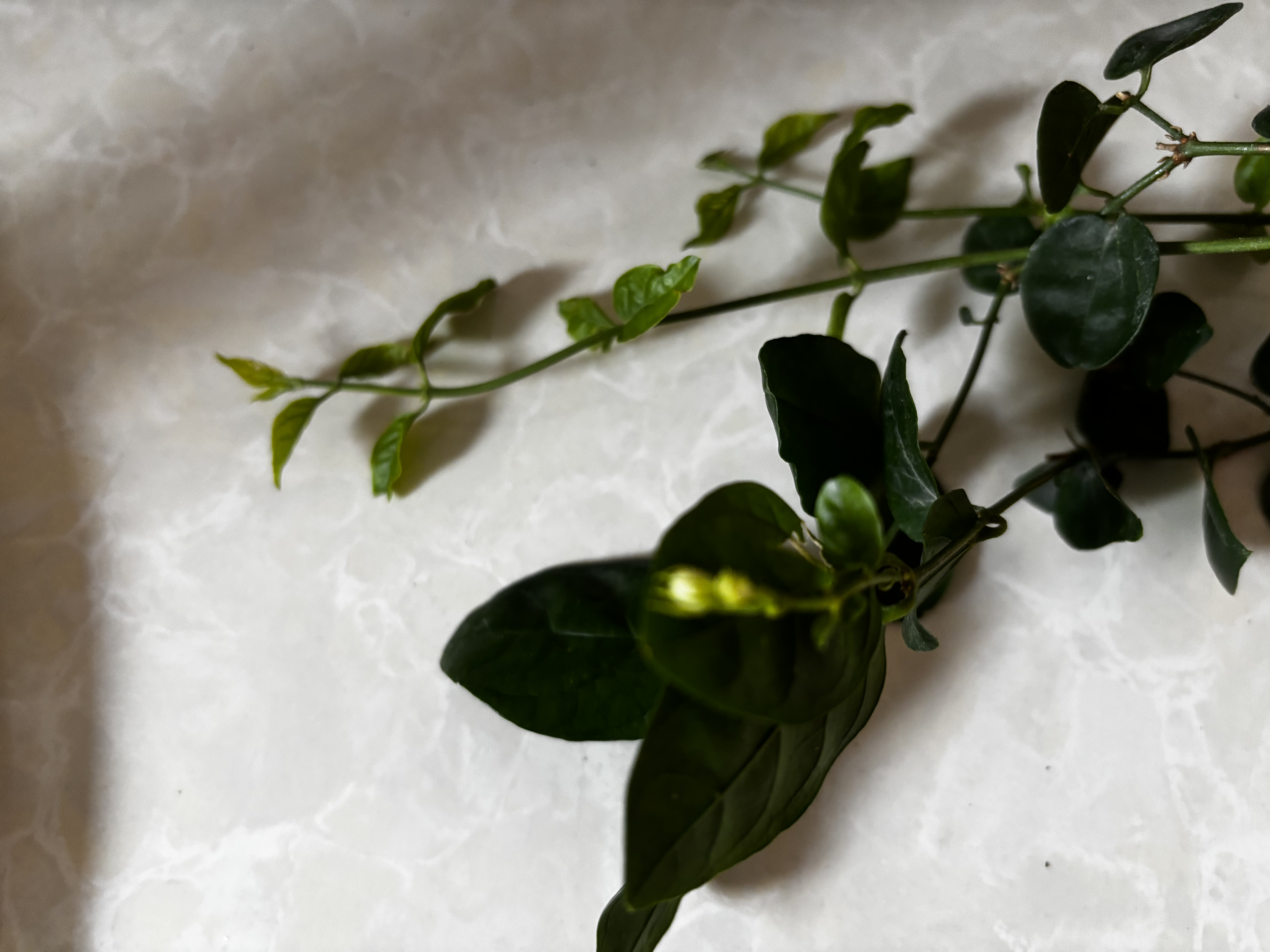 浓香型茉莉花大棵特大号老桩虎头茉莉矮桩室内庭院阳台四季开花 茉莉 1颗 送肥 新手好养 实拍图