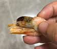 美加佳熟冻北极甜虾腹籽净重3斤 90/130规格  熟冻甜虾海鲜水产中秋聚餐 实拍图