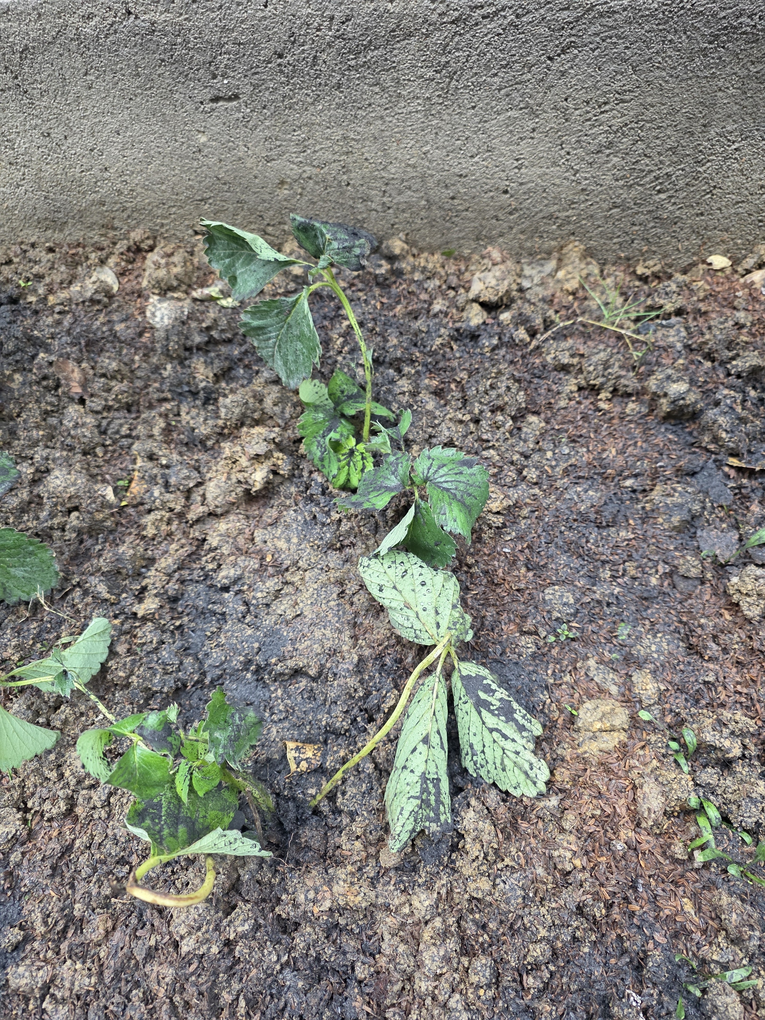 北蔬草莓苗带土发货盆栽秧苗地栽水果苗 奶油草莓苗3盆源头直发包邮 实拍图