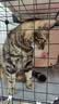 麦富迪猫粮 超肉粒冻干双拼成猫粮美毛护肠胃 三文鱼2kg 实拍图
