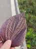 京东京造菊花茶金丝皇菊金银花枸杞组合40包150g 大朵独立包装 实拍图