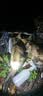雷米高（RAMICAL）澳丽得 猫粮蓝猫英短主粮幼猫成猫海洋鱼味全价猫粮试吃500g 1斤 实拍图