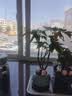 八芽盆栽发财树植物室内禅意招财树盆景办公室桌面绿植源头直发包邮 五福发财树-圆肚盆-密胺托盘 含盆 实拍图