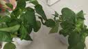【绿萝盆栽】吸甲醛净化空气水培绿植物懒人花卉好养搬家礼物全 【爆款2盆】绿萝+白色南瓜盆自吸水 整体含盆高度20-25cm 实拍图