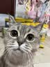 金故原切猫咪狗狗零食拌粮 鸡大胸冻干60g【邓峰家猫咪同款】 实拍图