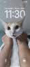 LEGENDSANDY蓝氏猫零食全价猫主食湿粮超能奶盾厚乳酪酪勺混合味100g*3盒 实拍图