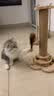 HELLOJOY猫抓柱实木剑麻猫抓板猫架猫咪玩具解闷磨爪猫抓柱立式猫树猫爬架 实拍图