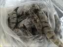 果勋鲜活速冻黑虎虾 净重2.8斤 60-80只 海鲜大虾类高虾青素海鲜水产 实拍图