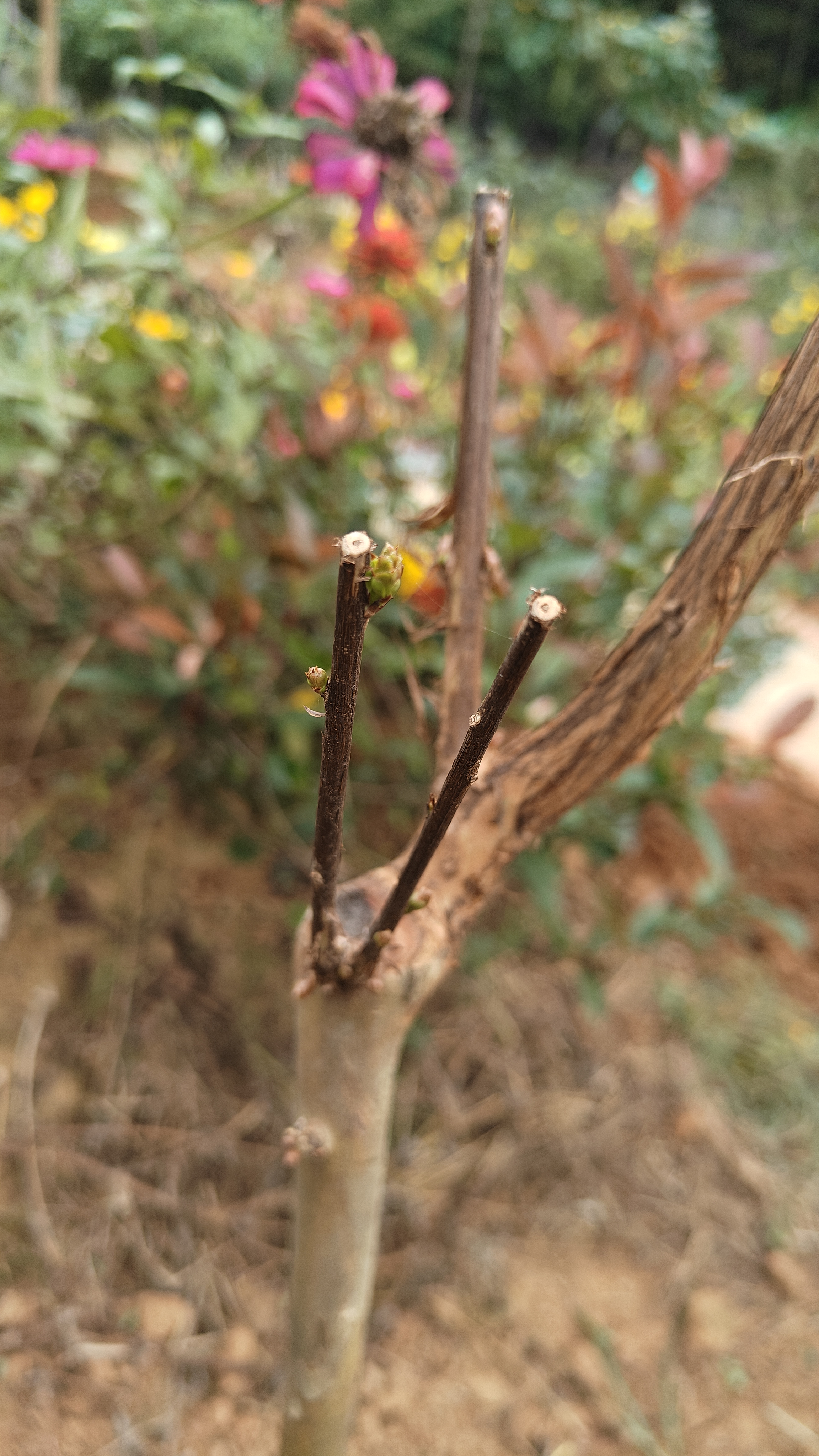 花期100天紫薇花树苗红火箭百日红紫薇耐寒耐旱工程庭院四季栽种 百日红紫薇三公分粗 实拍图