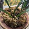 劉閣蘭花兰花苗世界上超香四季兰帝王妃 金边矮种夏带浓香花苞花卉盆栽 【带花】富贵蝶4苗连体，配盆土肥 实拍图
