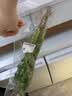 带根香菜100g 实拍图