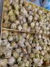 京觅东北姑娘果5斤装净重 灯笼果黄菇娘洋姑娘果 新鲜水果 源头直发 实拍图