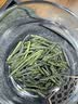 陈一凡六安瓜片 2026新茶茶叶绿茶安徽高山瓜片雨前一级口粮茶袋装250g 实拍图