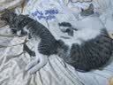 七彩缦冻干猫粮5斤2.5kg宠物幼猫成猫全阶段流浪20猫咪主粮深海鱼 鱼味猫粮5斤 实拍图