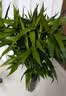 花翁富贵竹水培绿植招财转运室内客厅水养花卉盆栽植物文昌竹源头直发 实拍图