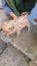 荣郁中华田园犬黑犬黄狗白狗虎斑四眼铁包金土狗幼犬活体 田园级 黄狗 公 实拍图