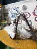 麦富迪猫粮 barf霸弗天然猫粮冻干幼猫粮高蛋白温和养护肠胃鲜鸡肉1.8kg 实拍图